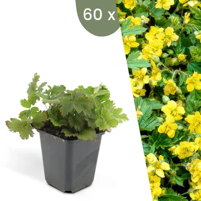 Produktbild von Plants by Frank | 60 Dreiblatt Golderdbeere Pflanzen | Waldsteinia Ternata | Bodendecker | Winterhart | Mehrjährig | Gartenpflanzen