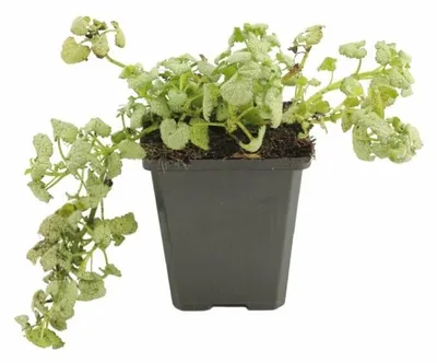 Productafbeelding van JUNAVERA Lamium maculatum wit (Dovenetel) | 10 tot 15 cm hoog | In 15 cm pot | Winterharde bodembedekker