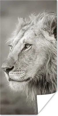 Produktbild von MuchoWow® Poster Löwe - Wilde Tiere - Schwarz 20x40 cm - Plakat - Foto
