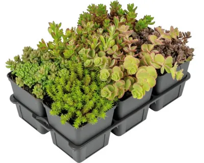 Obrázek produktu pro Rozchodník MIX 2-5 cm květináč Ø 7 cm balení 6 ks