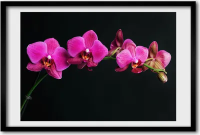 Produktbild von Bild 60x40 MDF-Rahmen, Wandkunst Orchidee