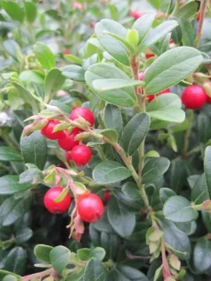 Produktbild von Preiselbeere Fireballs - Vaccinium vitis-idaea - 25-30cm