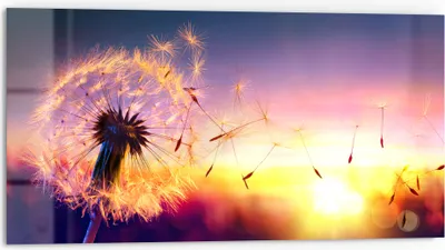 Produktbild von DEQORI Küchenrückwand Glas 80x40 cm 'Pusteblume im Abendlicht' Spritzschutz Bad Rückwand