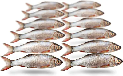Produktbild von Köderfische Silberorfe Klein - Vakuumverpackt | 8-14CM | 7-12ST