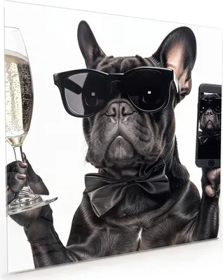 Produktbild von Küchenrückwand Spritzschutz Glas mit Motiv Sonnenbrillenhund 40 x 40 cm
