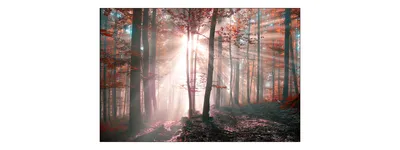 Zdjęcie produktu dla Fototapeta Abstrakcyjny Nowoczesny Las Barwy Jesieni Promienie Słoneczne Natura z Efektem 3D do Sypialni 315x210cm