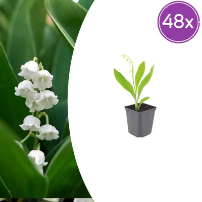 Zdjęcie produktu dla Convallaria majalis | 48 sztuk - 10-25cm - Ø9cm - Roślina ogrodowa