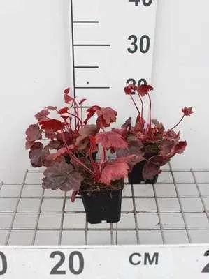 Produktbild von 6 x  Heuchera hybr. 'Autumn Leaves'® - Purpurglöckchen - Topf 9 x 9 cm