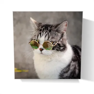 Produktbild von Wallario Schlüsselkasten aus Glas, Motiv: Katze mit Stil, 30 x 30 cm mit Haken