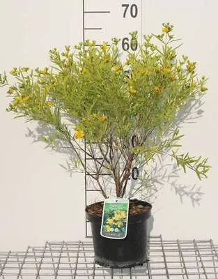 Image de Hypericum kalm. 'Gemo' - Millepertuis 30- 40 cm conteneur