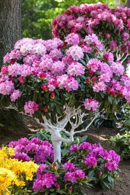 Produktbild von Rhododendron yakushimanum 'Arabella', rosa Blüten, 40–50 cm