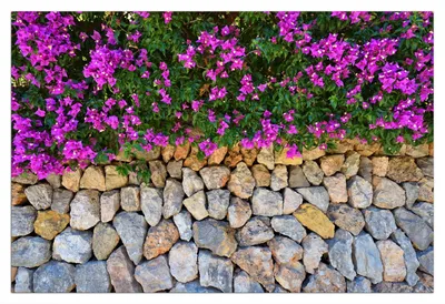 Produktbild von Wallario Wandbild aus Acryl, 90 x 60 cm, freischwebende Optik - Mauer mit pinken Blüten