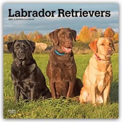 Produktbild von Labrador Retrievers - Labrador Retriever 2027 - 16-Monatskalender