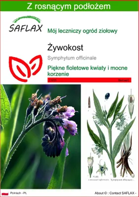 Zdjęcie produktu dla SAFLAX - Żywokost - 15 Nasiona - Z podłożem uprawowym wolnym od zarazków - Symphytum officinale