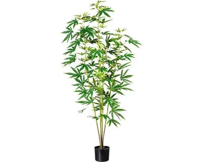 Produktbild von Kunstpflanze Zierhanfpflanze Höhe: 150 cm grün