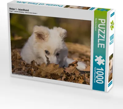 Produktbild von CALVENDO Puzzle Welpe 1 - Islandhund | 1000 Teile Lege-Größe 64x48cm Foto-Puzzle für glückliche Stunden
