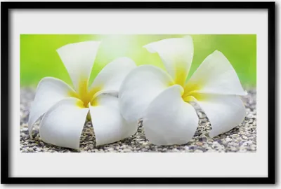 Produktbild von Bild 60x40 MDF-Rahmen Wandkunst Blumen Pflanzen Natur