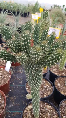 Image de Opuntia fulgida f. cristata "2"