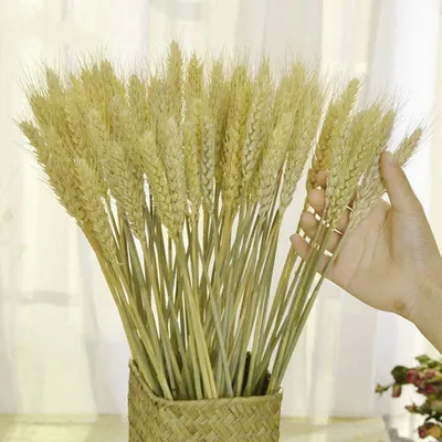 Image de Faisceaux de blé séchés pour des utilisations décoratives