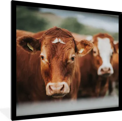 Produktbild von MuchoWow® Gerahmtes Poster Kühe - Gras - Zaun 40x40 cm - Poster mit Schwarzem Bilderrahmen Wandposter Rahmen Foto Bilder - Mit Rahmen - Wanddekoration Schlafzimmer