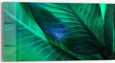 Produktbild von DEQORI Glasbild Echtglas 60x30 cm 'Tropenblattstruktur' Wandbild Bild modern Deko