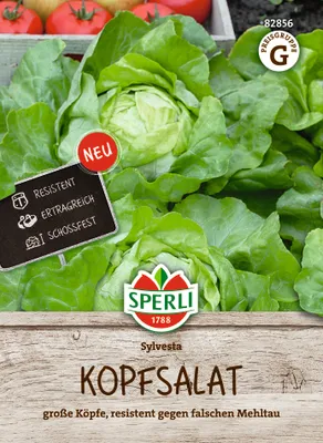 Produktbild von SPERLI Kopfsalat Sylvesta Lactuca sativa 80 Pflanzen