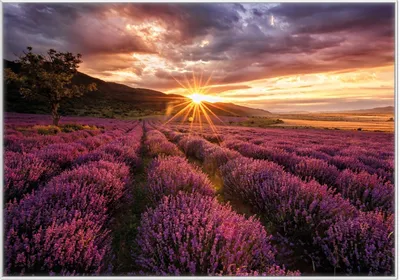 Produktbild von Wallario Wandbild Lavendelfeld bei Sonnenuntergang - Sonnenstrahlen, Größe: 70,30 x 100,30 cm, Poster mit weißem Kunststoffrahmen