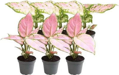 Image de Assortiment d'aglaonemas « Kolbenfaden » : 6 plantes d'intérieur (3 aglaonemas