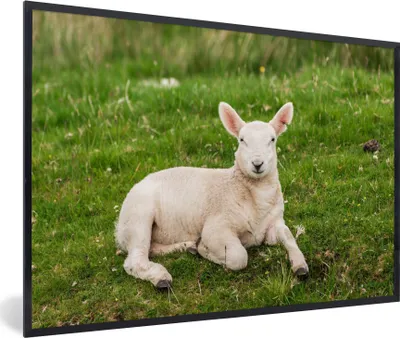 Produktbild von MuchoWow® Gerahmtes Poster Schafe - Tiere - Lamm 90x60 cm - Poster mit Schwarzem Bilderrahmen Wandposter Rahmen Foto Bilder - Fotorahmen - Foto-Plakat