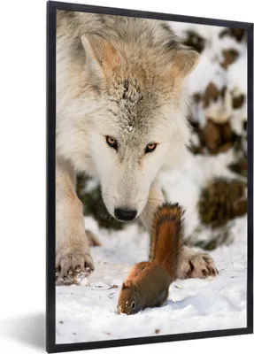 Produktbild von MuchoWow® MuchoWow® Gerahmtes Poster Eichhörnchen - Wolf - Schnee - Winter 60x90 cm - Poster mit zchwarzem Bilderrahmen - Kunst