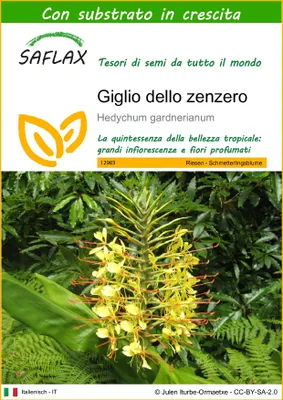 Immagine prodotto di SAFLAX  - Giglio dello zenzero - 10 semi - Con substrato - Hedychum