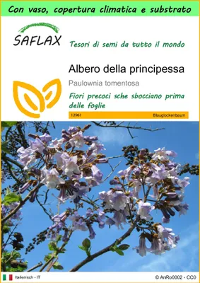 Immagine prodotto di SAFLAX Garden to go - Albero della principessa - 200 semi - Paulownia