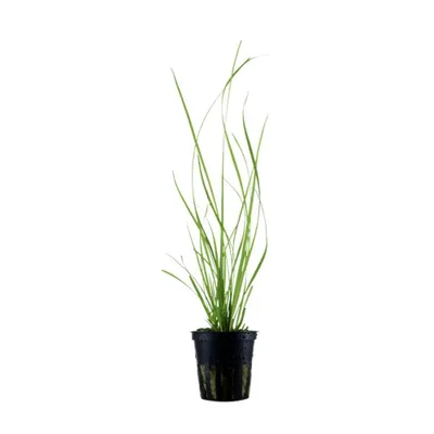 Produktbild von Aquarium Pflanze Cyperus helferi Nr.333A Topf Wasserpflanzen Aquarium Dekoration