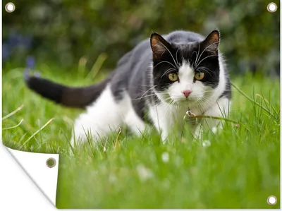 Produktbild von MuchoWow® 40x30 cm Outdoor-Poster Gartendeko Sichtschutz Garten Poster für den Garten  Katze - Gras - Schwarz - Weiß - Mädchen - Kinder - Jungen - Kinder