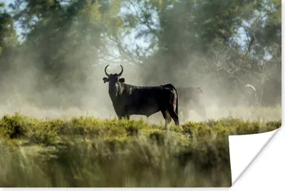 Produktbild von MuchoWow® Poster Schwarze Stiere in der Camargue 180x120 cm - Fotoplakat