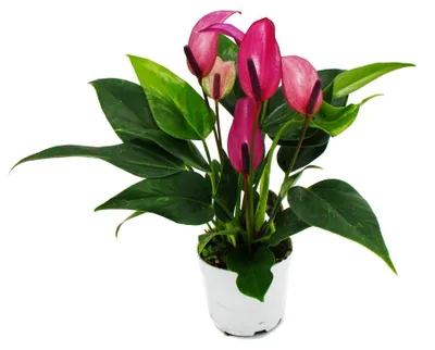 Produktbild von Kleine Flamingoblume Anthurium andreanum Baby-Anthurie Mini-Pflanze 7cm Topf kleinblütig lila blühend Zizou