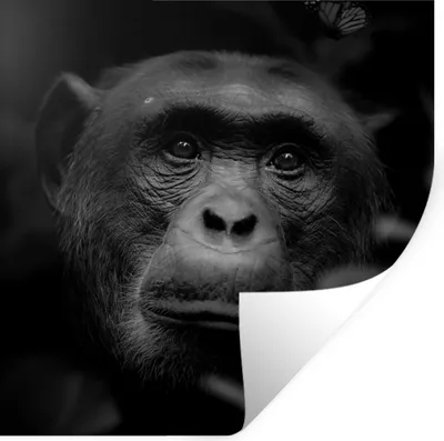 Produktbild von MuchoWow® Wandtattoo Wandsticker Wandaufkleber Tiere - Affe - Dschungel - Schwarz - Weiß 80x80 cm Selbstklebend und Repositionierbar - Wierderverwendbar - Selbstklebend