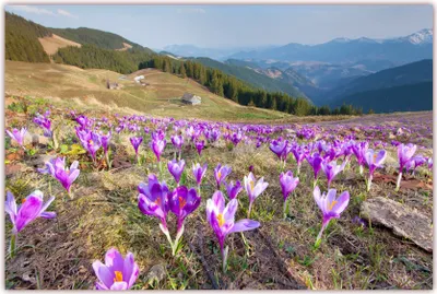 Produktbild von XXL Poster 100 x 70cm (F-212) wunderschöne Landschaft im Gebirge mit Krokusswiesen und Blick ins Tal(Lieferung gerollt!)