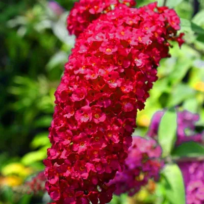Obrázek produktu pro Buddleja davidii Royal Red 25-30 cm Motýlí šeřík Letní šeřík - Šeřík Spear