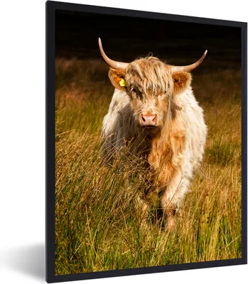 Produktbild von MuchoWow® MuchoWow® Gerahmtes Poster Schottische Hochlandrind - Licht - Gras - Tiere 30x40 cm - Poster mit zchwarzem Bilderrahmen - Wanddeko - Kunstdrucke