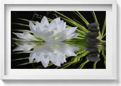 Produktbild von Seerose und Blätter– Wandbild mit Rahmen – Gerahmtes Bild  – Wanddekoration – 60x40 cm –  Schwarz Rahmen