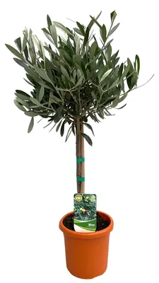 Produktbild von Olea Europaea am Stiel - 50-60cm - Ø15cm - Gartenpflanze