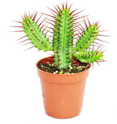 Obrázok produktu pre Euphorbia enopla - ostrolistá ostrica - malá rastlina v 5,5cm kvetiná?i