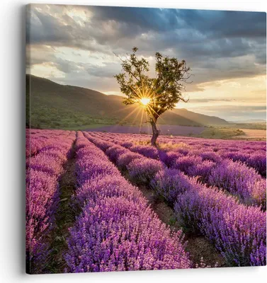 Produktbild von Bild auf Leinwand - Leinwandbild - Lavendel Berge Feld - 40x40cm - Wand Bild - Wanddeko - Wandbilder - Leinwanddruck - Bilder - Kunstdruck - Wanddekoration - Leinwand bilder - Wandkunst - AC40x40-3645