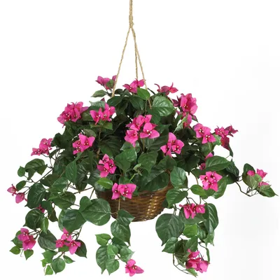 Künstliche Bougainvillea Hängepflanze, 81x81x61 cm, im Korb