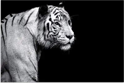 Produktbild von MuchoWow® Poster Tierprofil Tiger in schwarz und weiß 60x40 cm - Schlafzimmerdekoration