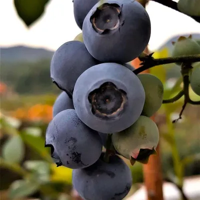 Produktbild von Heidelbeere Ama - Vaccinium corymbosum