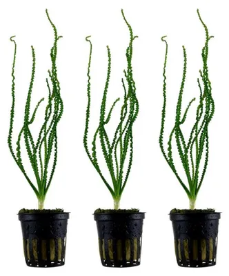Produktbild von Aquarium Pflanze 3 Stück Crinum calamistratum Wasserpflanze Tropica Nr.094A Set