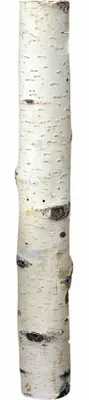 Produktbild von Birkenholzsticks 100% Natur 40 cm