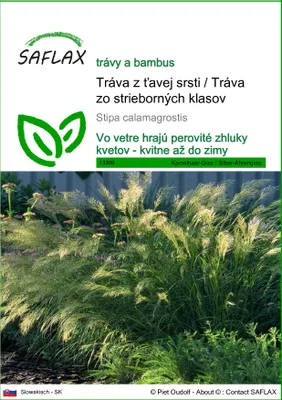 Obrázok produktu pre SAFLAX - Tráva z ťavej srsti / Tráva zo strieborných klasov - Stipa calamagrostis - 50 Semená